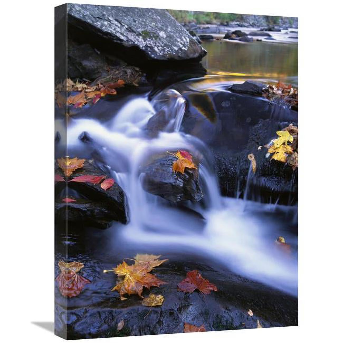 Autumn Leaves in Little River Art Print C383