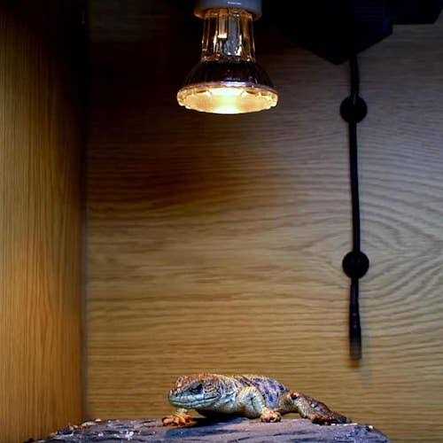 Halogen Heat Lamp L25369
