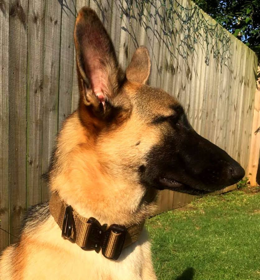 Black Tactical Dog Collar F7784