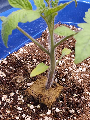 20QT Organic Perlite Horticultural Soil Amendment Y923372