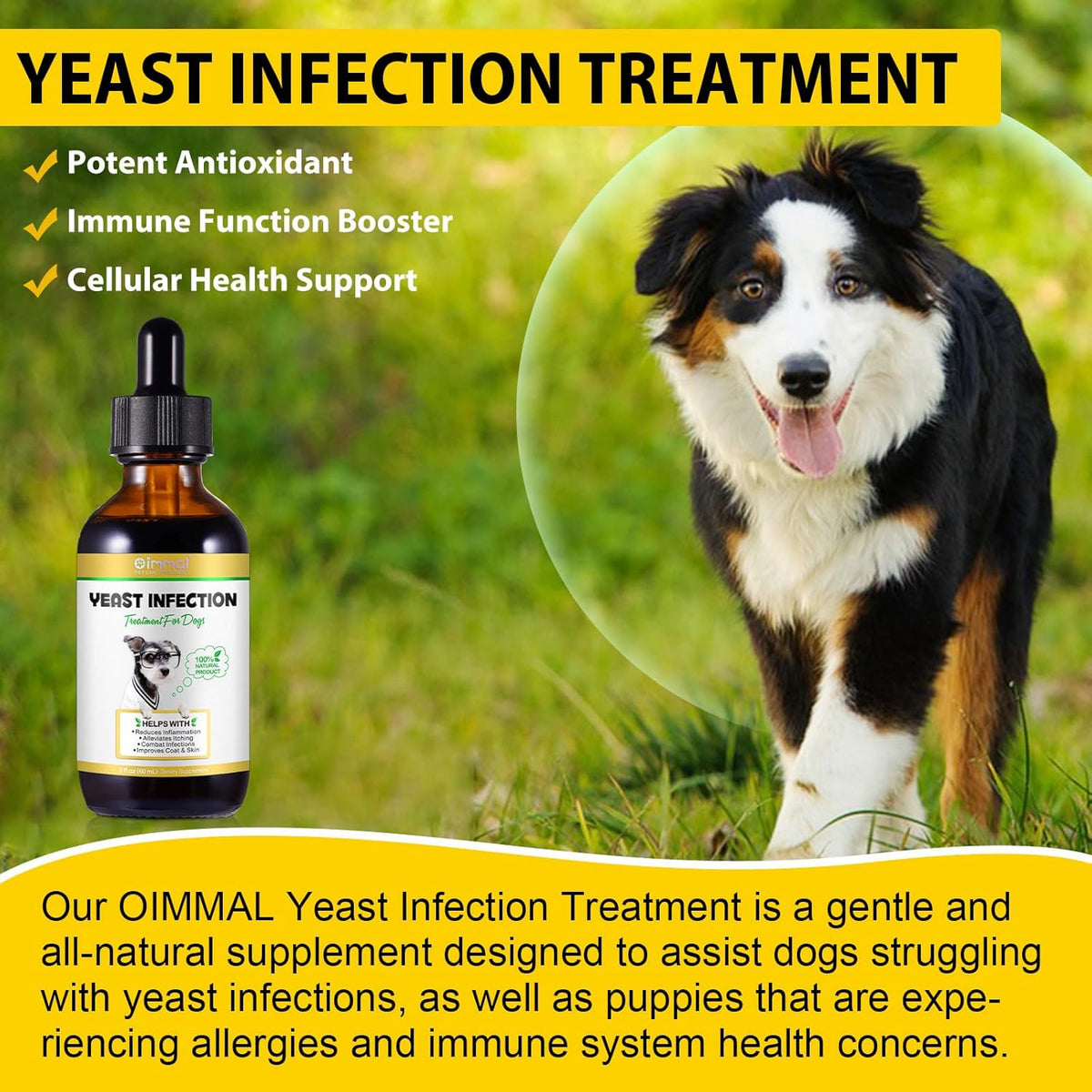 Dog Yeast Infection Treatment Y2673