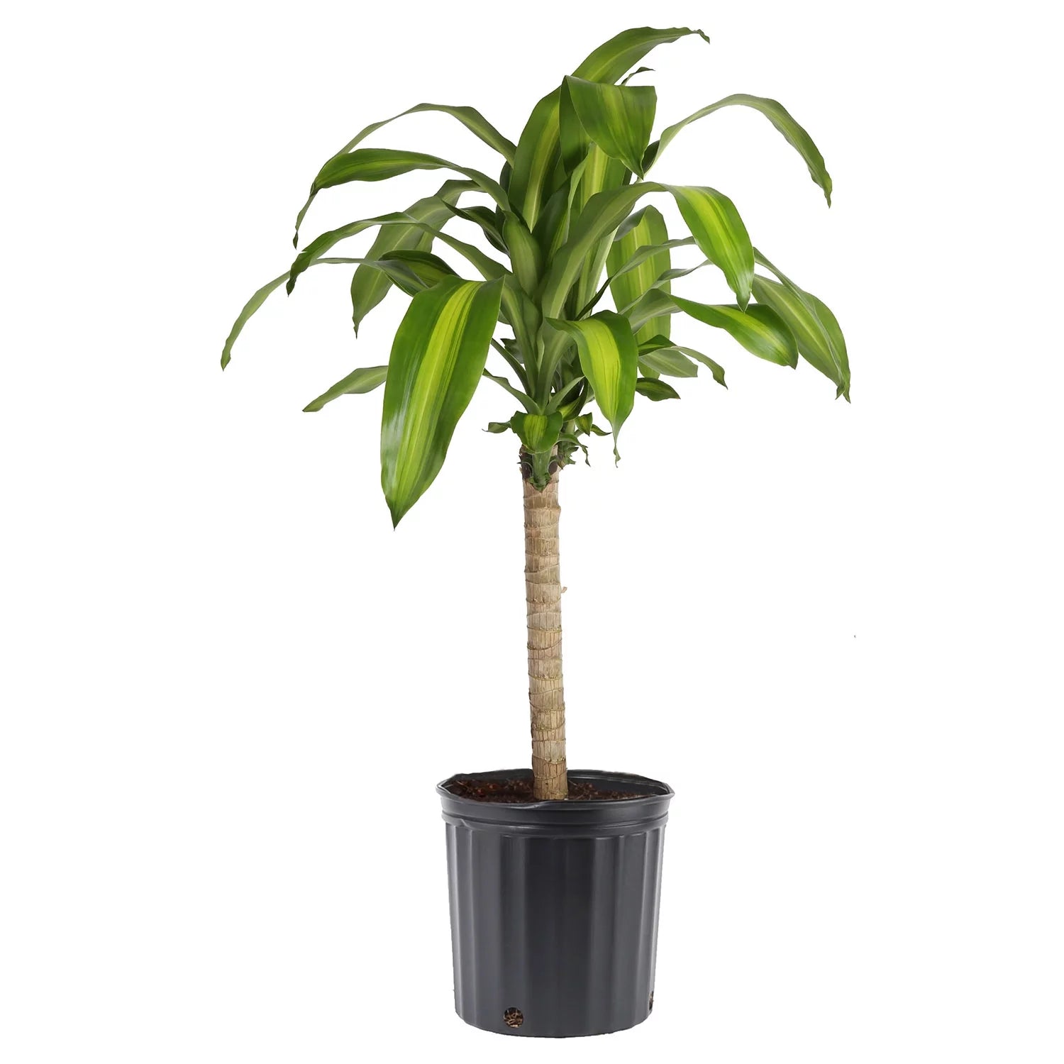 Green Mass Cane Plant in 10in. Grower Pot K544