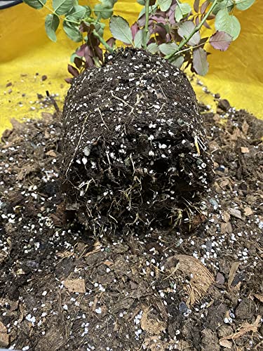 20QT Organic Perlite Horticultural Soil Amendment Y923372