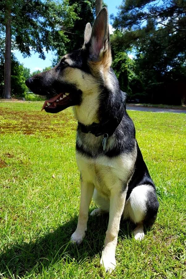 Black Tactical Dog Collar F7784